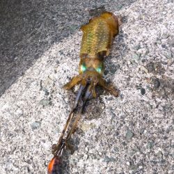 やっと釣れた(*^_^*)